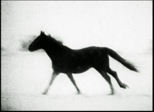 C. King horse-in-the-snow 2007