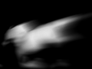 Josiane Keller - running horses 1