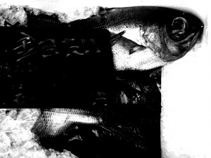 Josiane Keller - tai head and tail