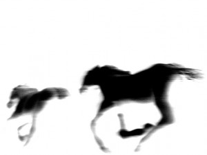Josiane Keller - running horse black on white 1