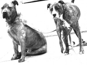 osiane Keller - two dogs 2