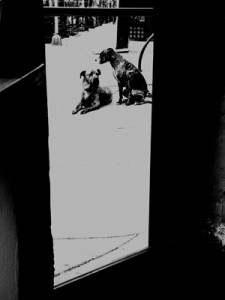 Josiane Keller - dogs through a door