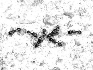 Josiane Keller - eight ants