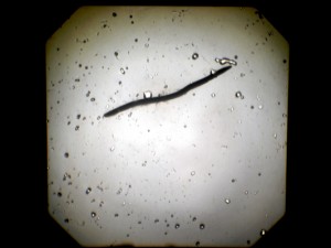 Josiane Keller - dead earth worm - film still