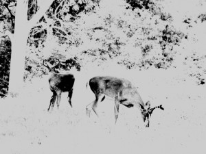 Josiane Keller - homage to my grandfather