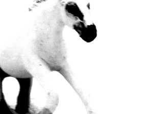 Josiane Keller - white horse 1