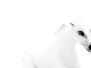Josiane Keller - white horse 2