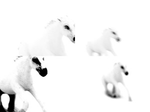 Josiane Keller - white horse quad