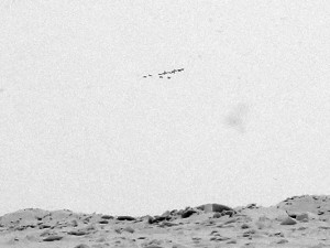 Josiane Keller - wild geese