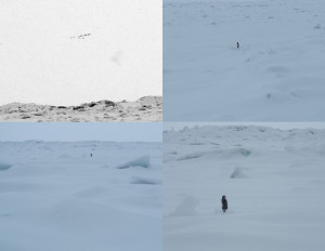 Josiane Keller - in eternal ice (quad)