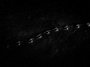 Josiane Keller - mouse tracks in the snow