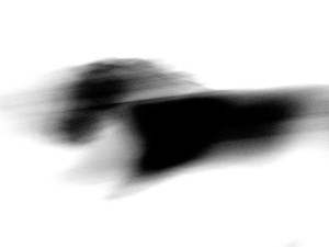 Josiane Keller - black horses running #84