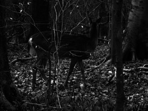 Josiane Keller - deer