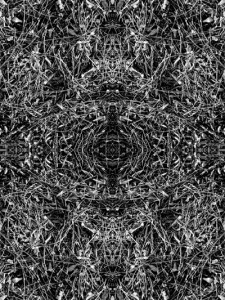 Josiane Keller - pine needles