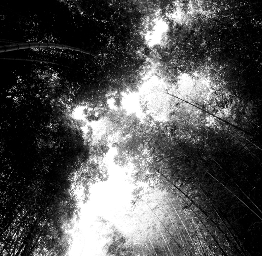 Sebastiao Com'Sal - bamboo forest 2