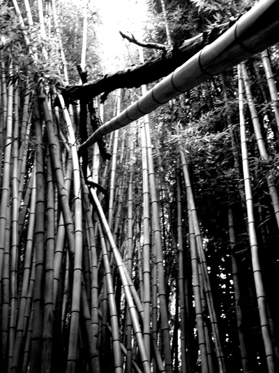 Approaching a bamboo bridge - Credit Photo Courtesy of Sebastiao Com'Sal