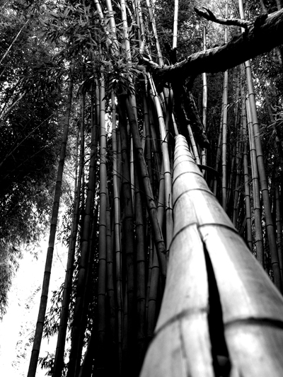 Sebastiao Com'Sal - bamboo bridge