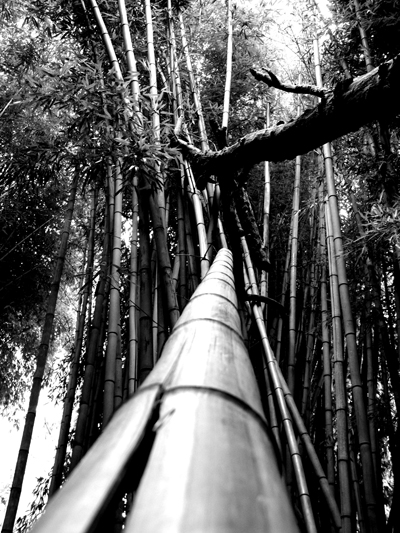 Sebastiao Com'Sal - bamboo bridge 2