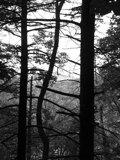 woods - Credit Photo Courtesy of Sebastiao Com'Sal