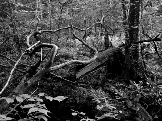 trunks and vines - Credit Photo Courtesy of Sebastiao Com'Sal