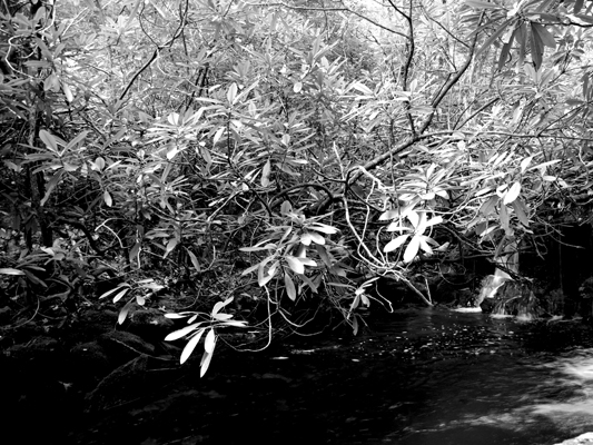 rhododendron by the creek - Credit Photo Courtesy of Sebastiao Com'Sal