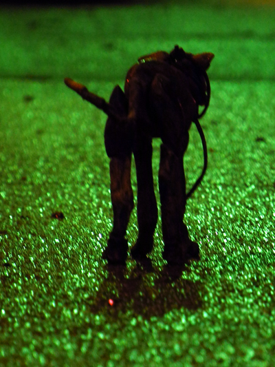 Josiane Keller - stray dog at night on a green street