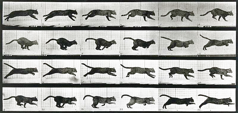 Eadweard Muybridge - a cat running - 1887