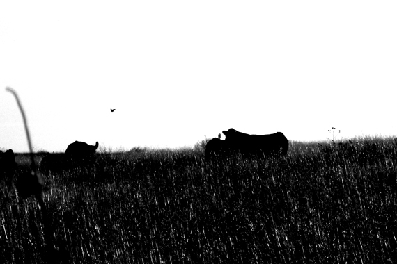 Edie Weisslechner - cows and a bird