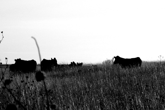 Edie Weisslechner - cows 3