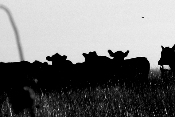 Edie Weisslechner - cows and a bird 2