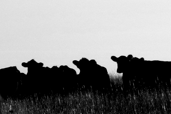 Edie Weisslechner - cows 5