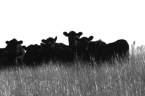 Edie Weisslechner - cows 6