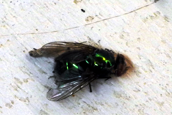 Josiane Keller - dead green fly