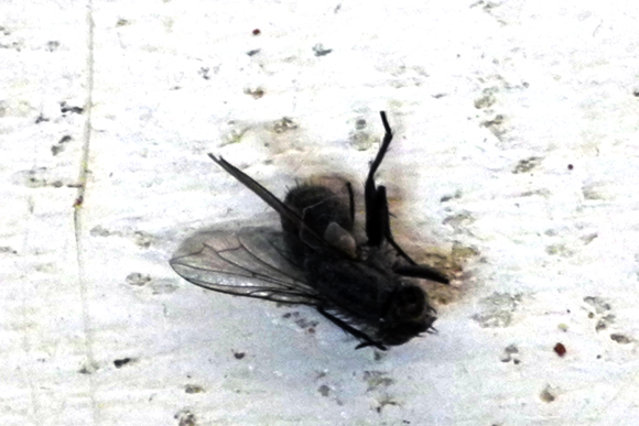 Josiane Keller - dead stripy fly