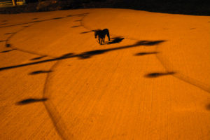 Josiane Keller - All Go West - donkey crossing ISIS parking lot