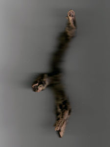 Josiane Keller - brown dry twig - photocopy 1