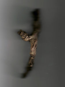Josiane Keller - brown dry twig - photocopy 2
